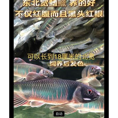 北宽鳍鱲冷水鱼马口鱼观赏鱼原生鱼桃花旁皮虾虎鱼长鳍鱲纵纹鱲