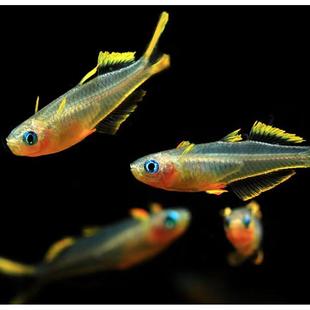 霓虹燕子鱼小型淡水热带观赏鱼水草缸上层灯鱼群游新郎官活体包邮