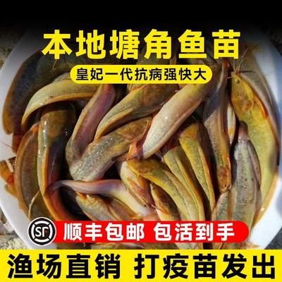 本地塘鲺鱼苗塘角鱼苗鲶鱼苗皇妃一号三黄塘鲺淡水养殖土塘虱鱼苗