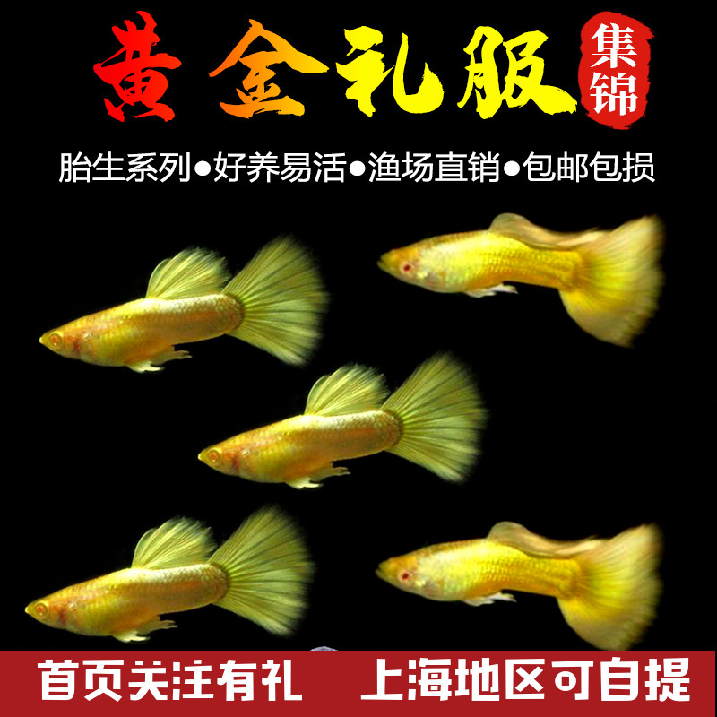 黄金礼服活体小型孔雀鱼胎生鱼苗纯种淡水好养耐活热带观赏鱼包邮