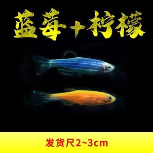 观赏鱼冷水鱼蓝斑马鱼红斑马红绿灯鱼柠檬斑马鱼草缸鱼练手鱼包邮