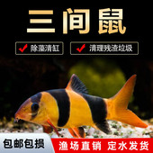 进口三间鼠鱼热带鱼观赏鱼老鼠鱼清理鱼缸热带鱼清洁垃圾鱼活体