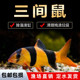 进口三间鼠鱼热带鱼观赏鱼老鼠鱼清理鱼缸热带鱼清洁垃圾鱼活体