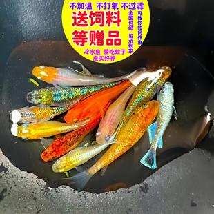 观背青鱂送饲料生态缸观赏鱼青锵鱼冷水鱼不打氧小型室内好养小鱼