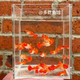 鸿运当头纯种红头孔雀鱼观赏鱼热带鱼包头包腮起头双分水大C缎带