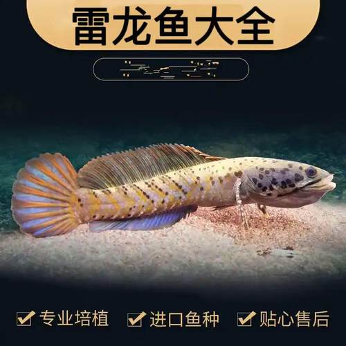 进口阿萨姆蓝帆奶茶雷龙鱼酒红七彩火背血斑一型雷龙鱼观赏鱼