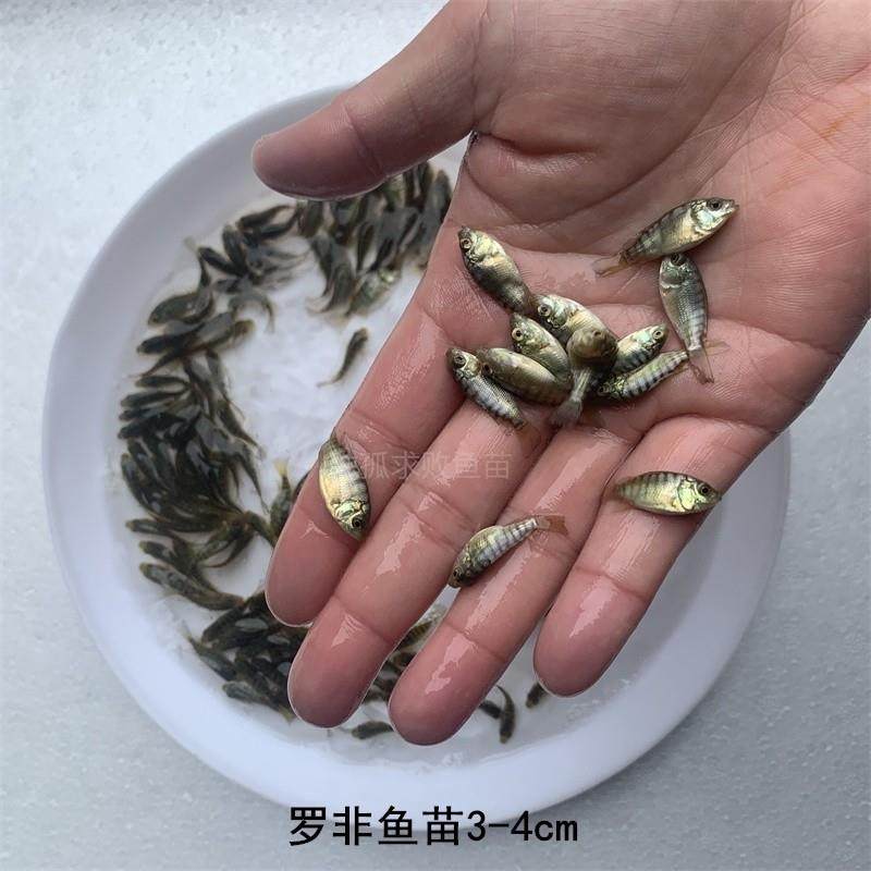 罗非鱼苗淡水养殖活体饲料鱼非洲鲫鱼苗福寿鱼苗饲料鱼奥尼新吉富,宠物/宠物食品及用品,观赏鱼饲料,淘宝优惠券,粉丝福利购,淘宝优惠卷