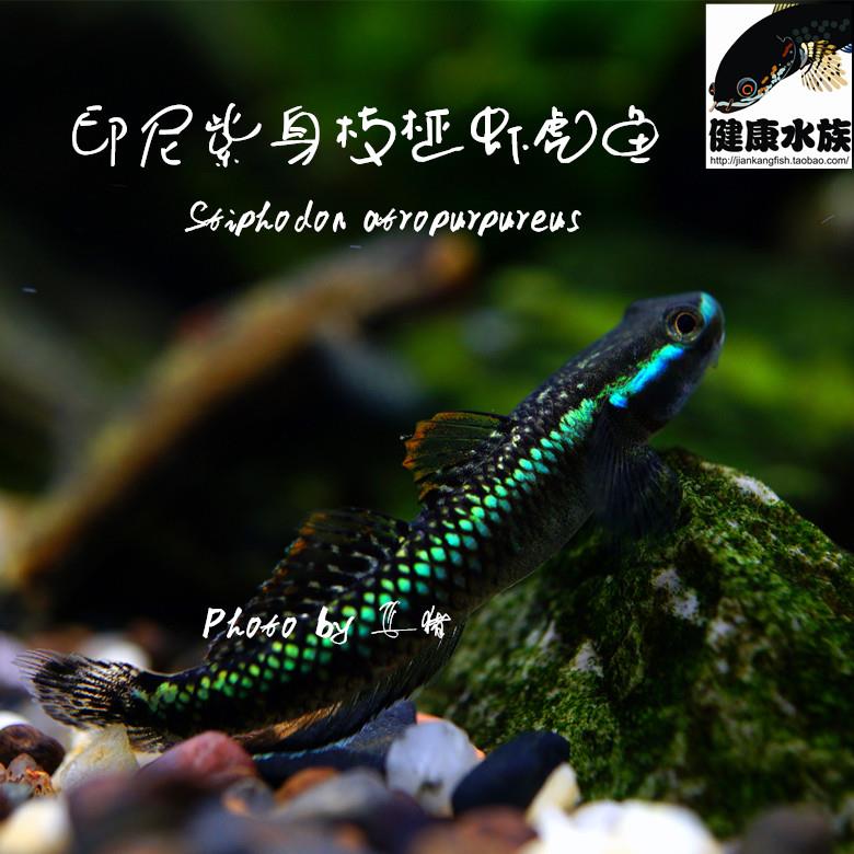 电光蓝肚韧紫身秃头鲨枝桠虾虎鱼除藻素食清洁鱼缸淡水小型观赏鱼