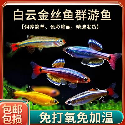 白云金丝鱼小型冷水原生鱼耐寒耐活好养群游灯科鱼新手观赏鱼