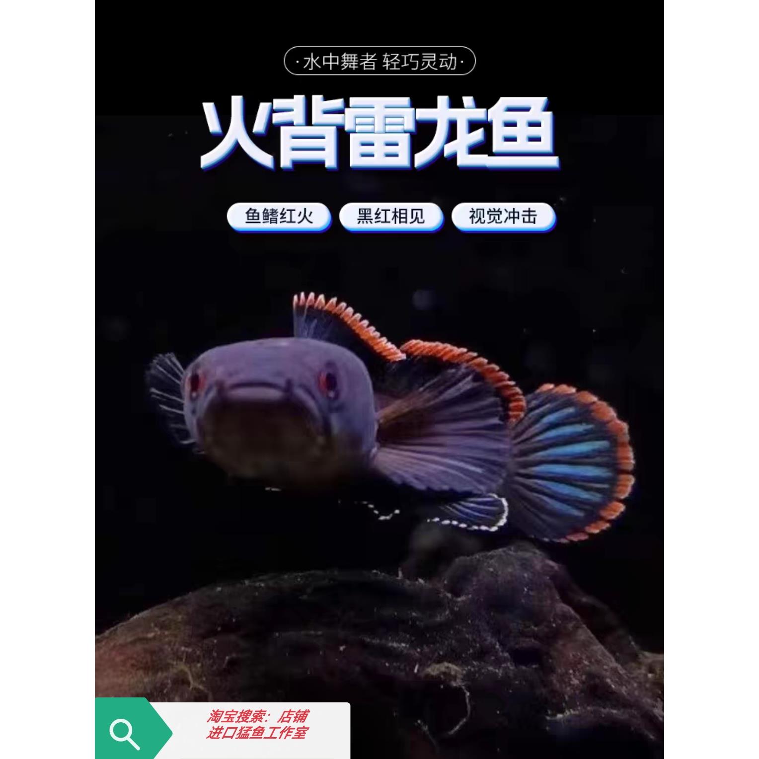 火背阿萨姆奶茶黄金眼镜蛇金尘七彩巧克力酒红血斑 中小型雷龙鱼