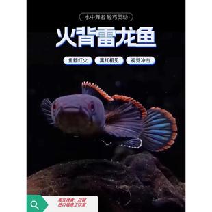 火背阿萨姆奶茶黄金眼镜蛇金尘七彩巧克力酒红血斑 中小型雷龙鱼