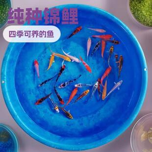 观赏鱼小金鱼锦鲤鱼活鱼自来水好养耐活鱼冷水鱼生命力强的小鱼苗