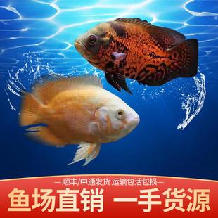 地图鱼活鱼黑白地图鱼猪仔鱼血图奥图发财风水热带鱼观赏鱼活体鱼