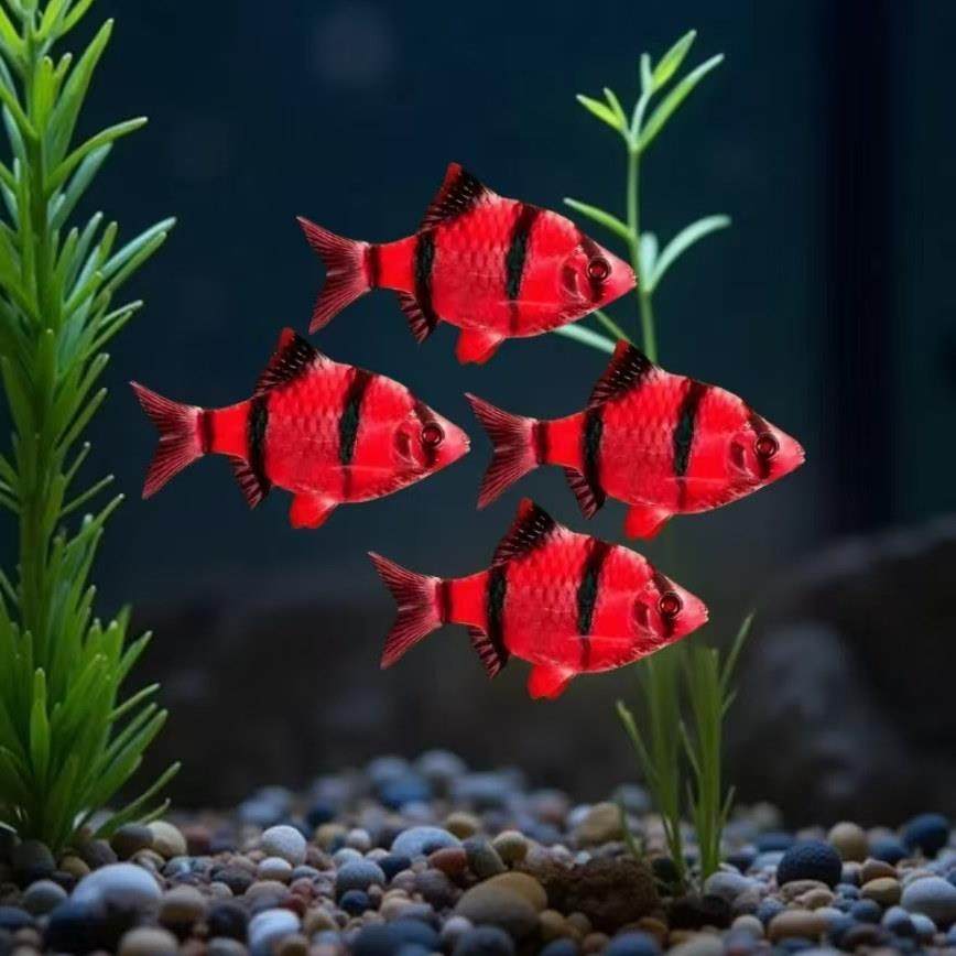 虎皮鱼进口印尼热带淡水鱼小鱼观赏鱼活鱼活体鱼苗虎皮热带观赏鱼,宠物/宠物食品及用品,观赏鱼饲料,淘宝优惠券,粉丝福利购,淘宝优惠卷