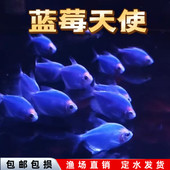 天使鱼观赏鱼大号群游懒人小型淡水好养耐活红天使老虎热带鱼鱼苗