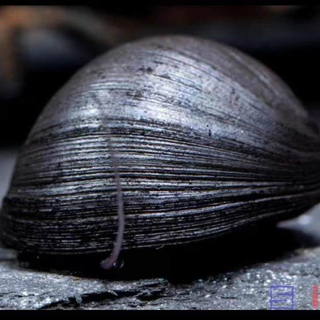 除藻螺黑金刚螺斑马螺洋葱螺水蜗牛观赏螺宠物螺活体水族草缸擦缸,宠物/宠物食品及用品,鱼,淘宝优惠券,粉丝福利购,淘宝优惠卷