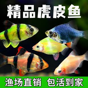 四间虎皮鱼新手好养耐活草缸群游鱼金虎蓝虎小型热带淡水观赏鱼