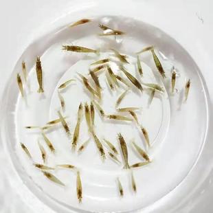 黑壳虾除藻观赏虾清洁草虾淡水活体龟饲料活虾鲜活樱花虾大号