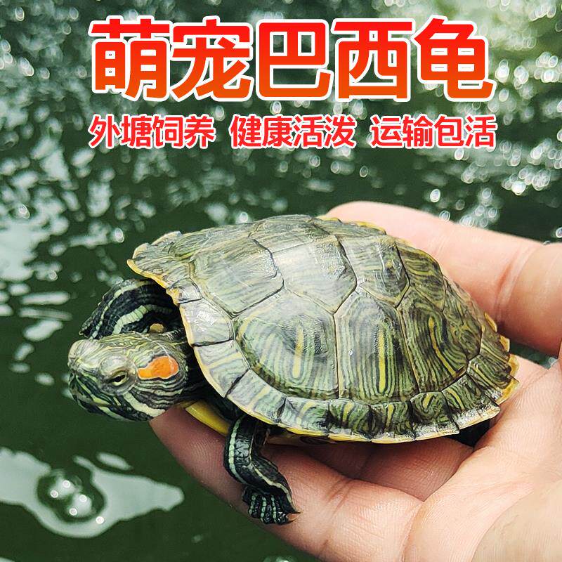 乌龟活物巴西龟活体观赏适合家养宠物半水龟情侣大红耳龟龟苗小龟