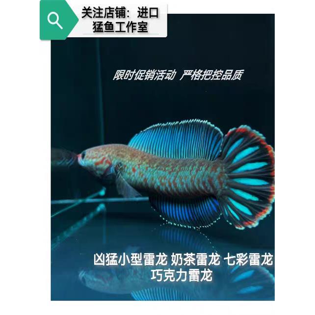 阿萨姆蓝帆奶茶雷龙鱼酒红七彩火背血斑一型雷龙鱼进口观赏鱼凶猛