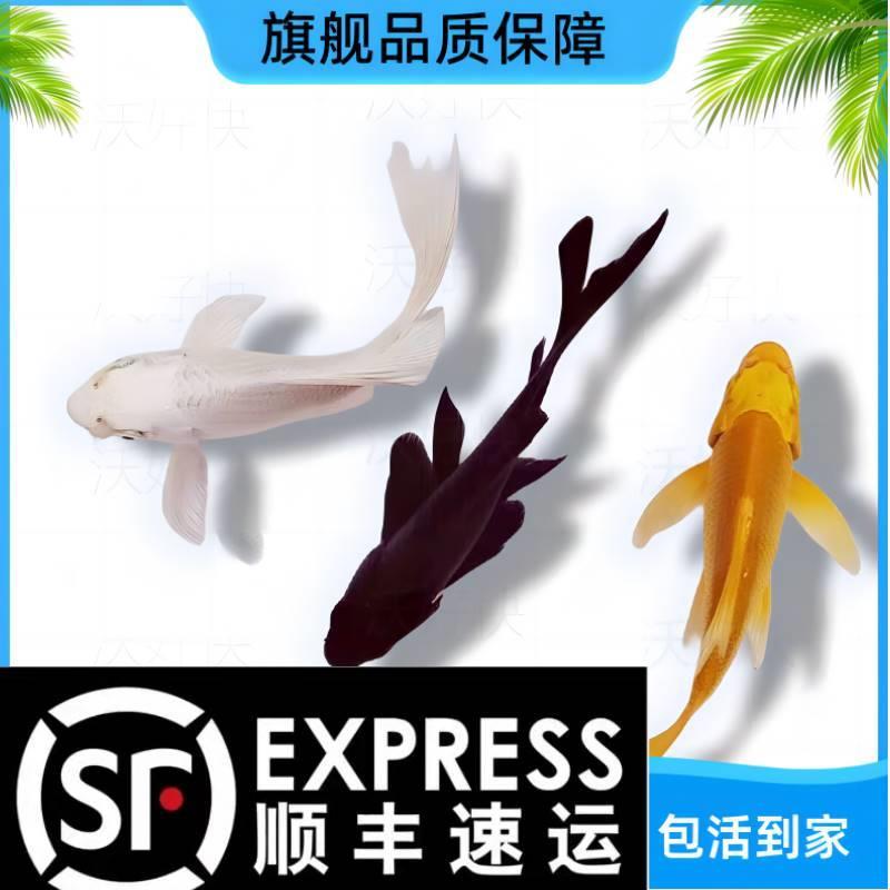 锦鲤鱼活鱼冷水淡水鱼苗观赏鱼金鱼小型好养耐活红鲤鱼纯种小包邮