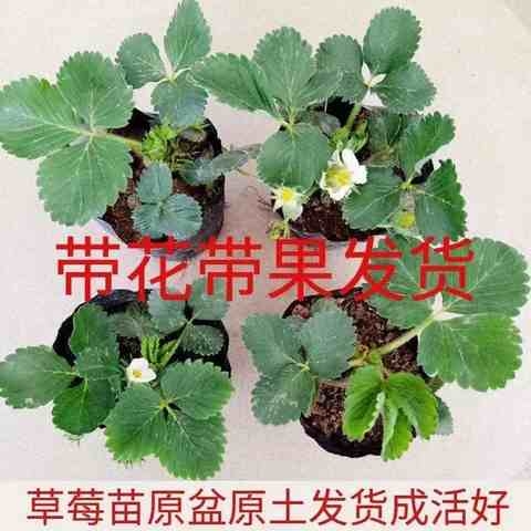 草莓苗盆栽可食用带盆带花带果四季植物阳台庭院果树奶油室内好d6