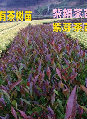 云南紫娟茶苗大叶种盆栽