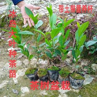 乔木冰岛昔归班章云南大叶种茶苗普洱茶树苗茶籽茶树盆栽南方种植