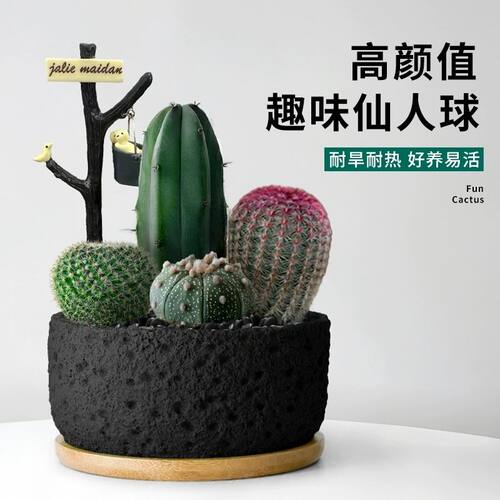 仙人掌盆栽组合多肉植物