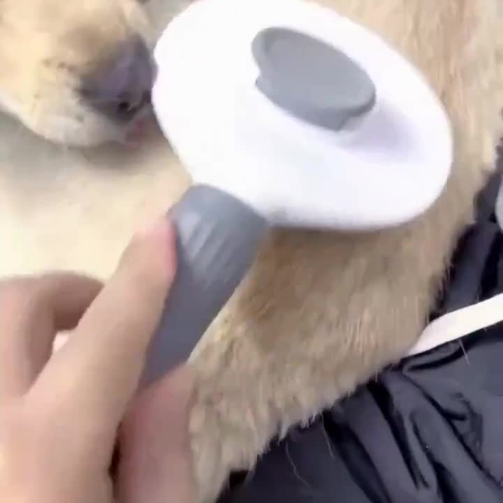 宠物梳毛器猫子猫咪发开