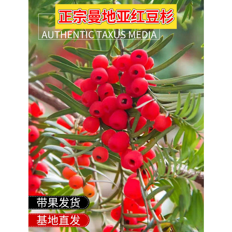 正宗曼地亚红豆杉树苗盆栽大树带果子绿植物