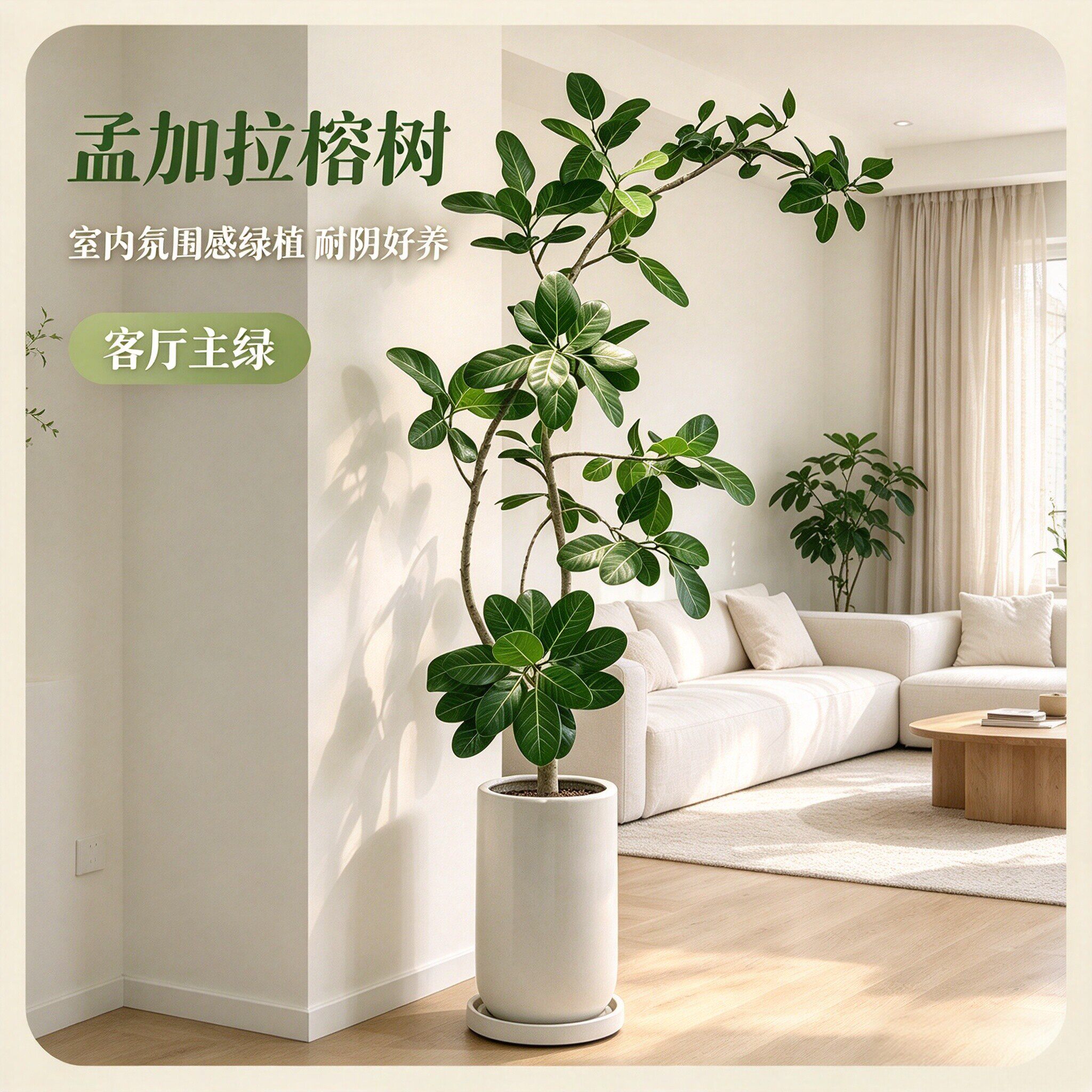 孟加拉榕客厅中古风绿植