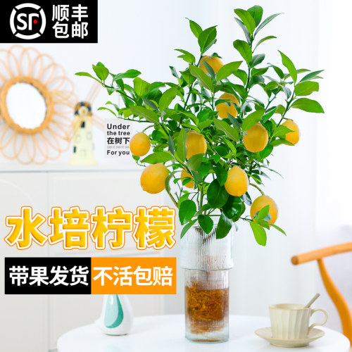 香水柠檬室内四季可食用水培水果