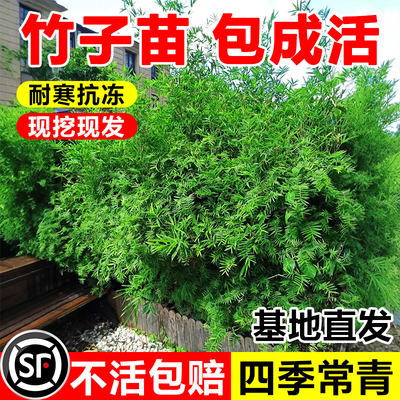 秉泽紫竹苗竹子苗庭院四季耐寒