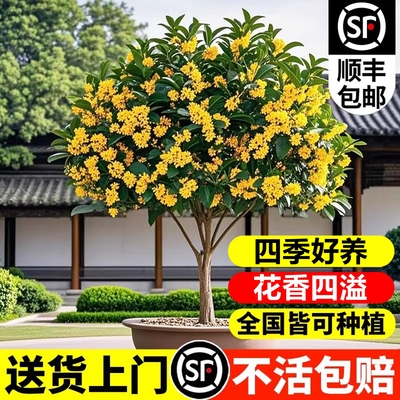 四季桂花树盆栽花卉金桂