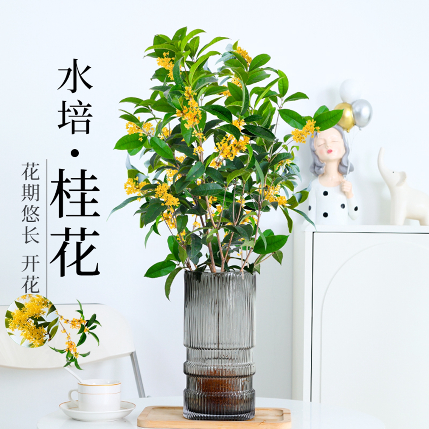 桂花水培植物室内四季常青