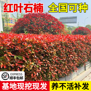红叶石楠树苗球小苗篱笆墙绿植绿化植物围墙绿篱园林庭院四季常青