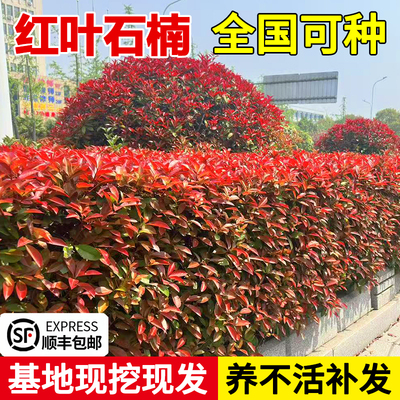 红叶石楠树苗四季常青观叶