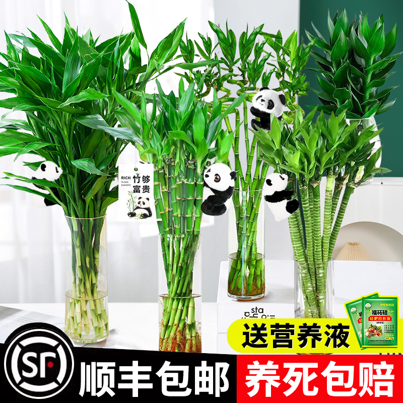 龙竹带根水养富贵竹节节高文昌竹水培植物转