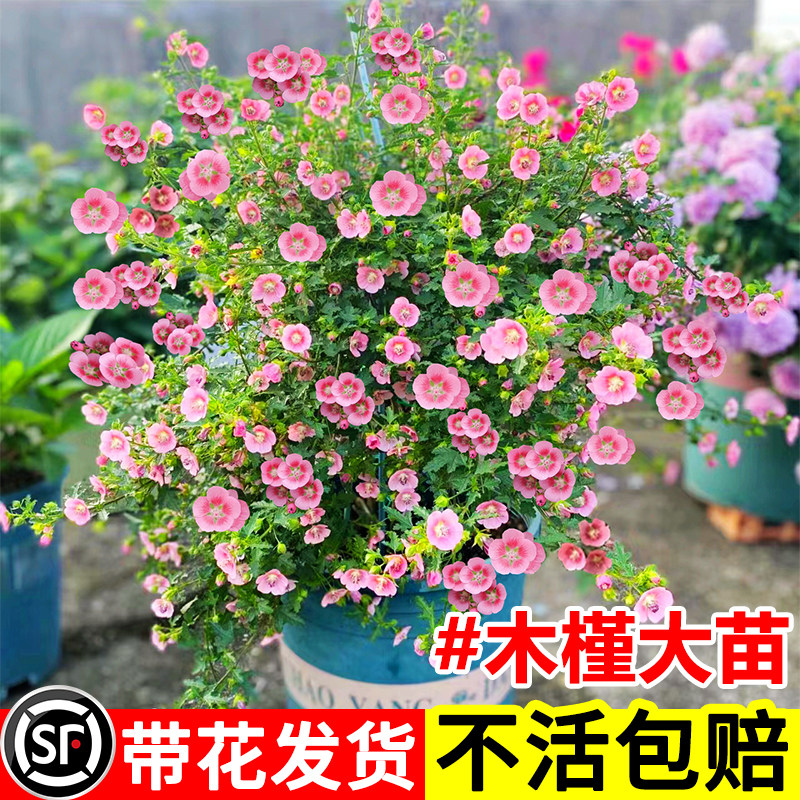 秉泽木槿木本植物室内阳台四季图片