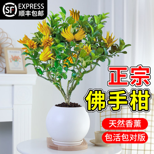 佛手树盆栽客厅果期带果发货好养