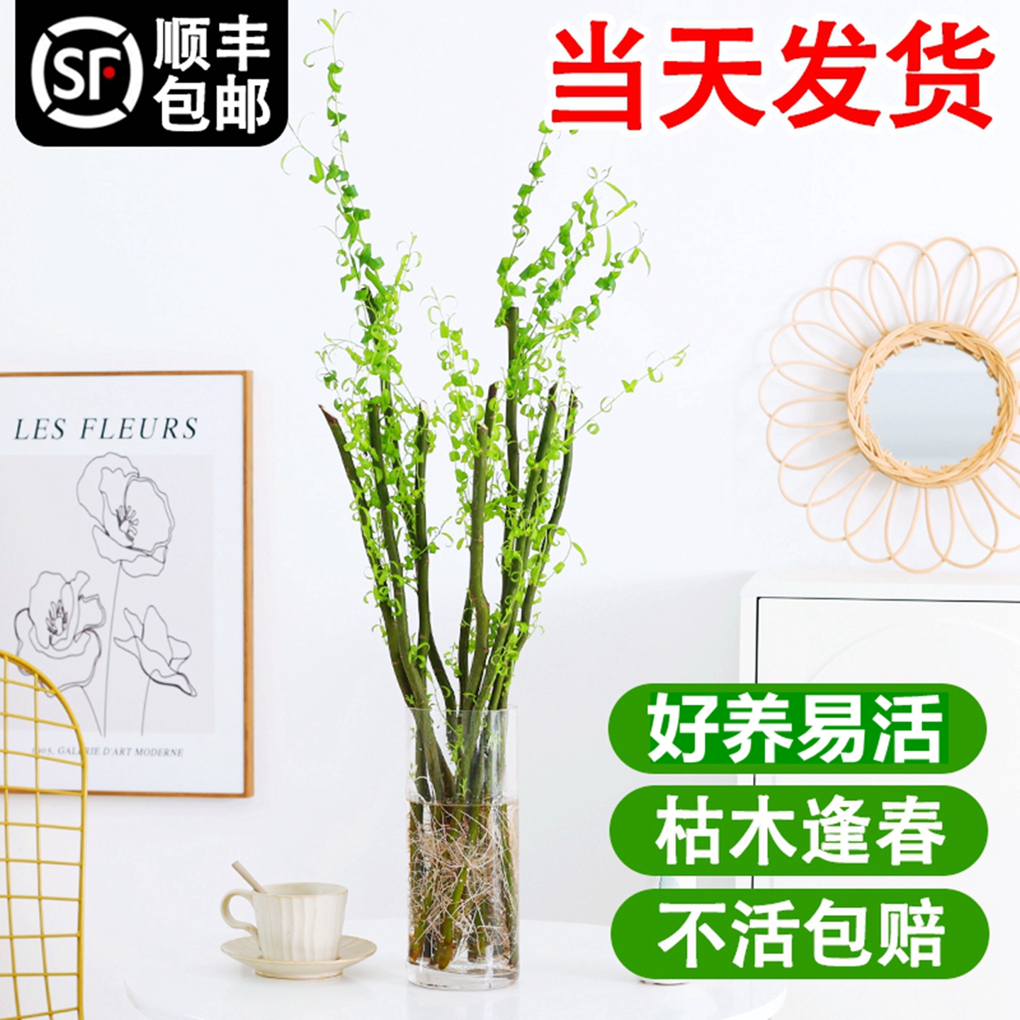 龙柳鲜枝水培植物干枝插花客厅室内盆栽好养花卉植物水养吊钟绿植