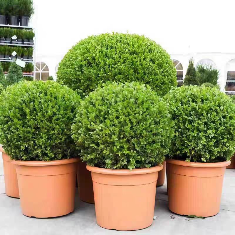 小叶黄杨庭院绿化四季常青耐旱