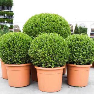 小叶黄杨树苗球苗盆景老桩造型树别墅绿篱北海道冬青绿化苗篱笆苗