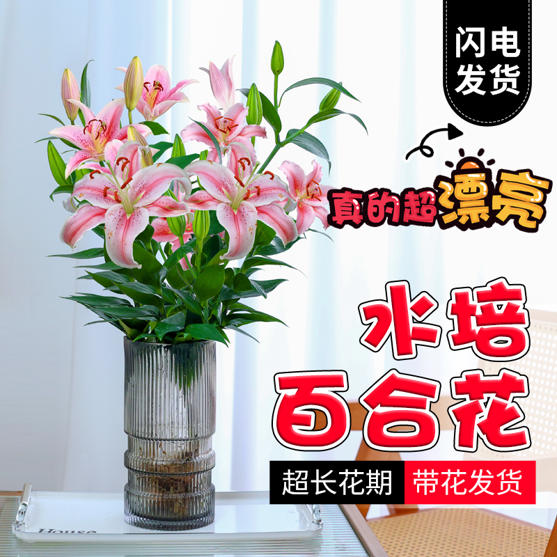 花瓶水培植物香水百合花盆栽带花苞室内客厅办公室好养花卉插花