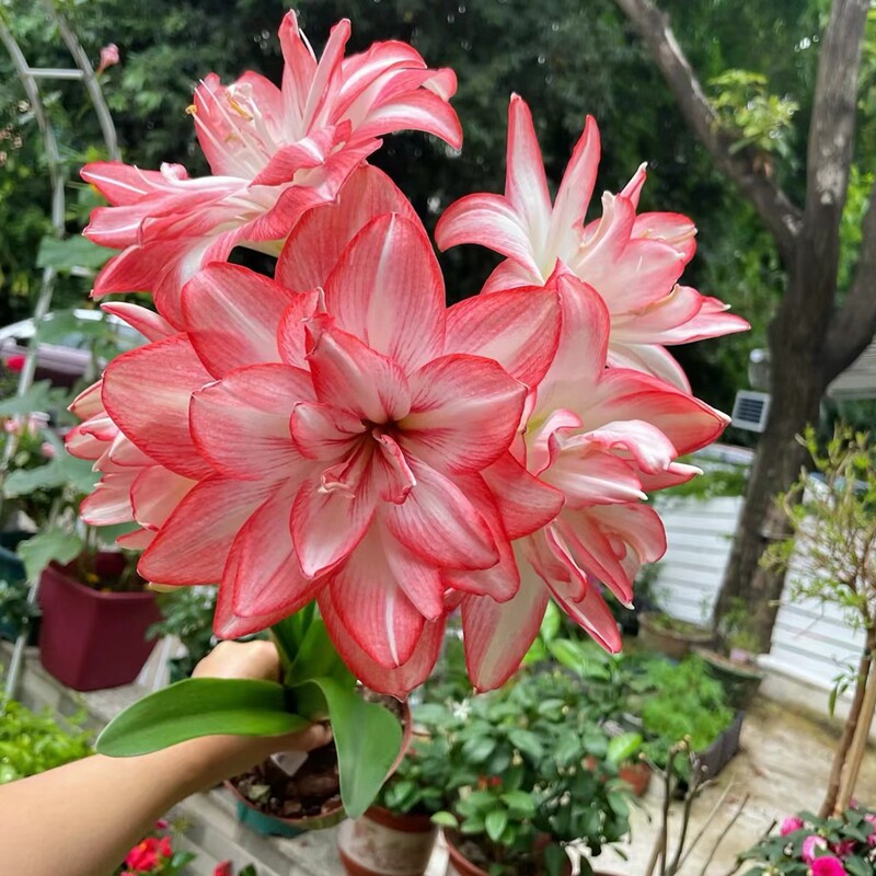 朱顶红种球进口重瓣种球水培植物多年生根球耐寒室内庭院绿植花卉