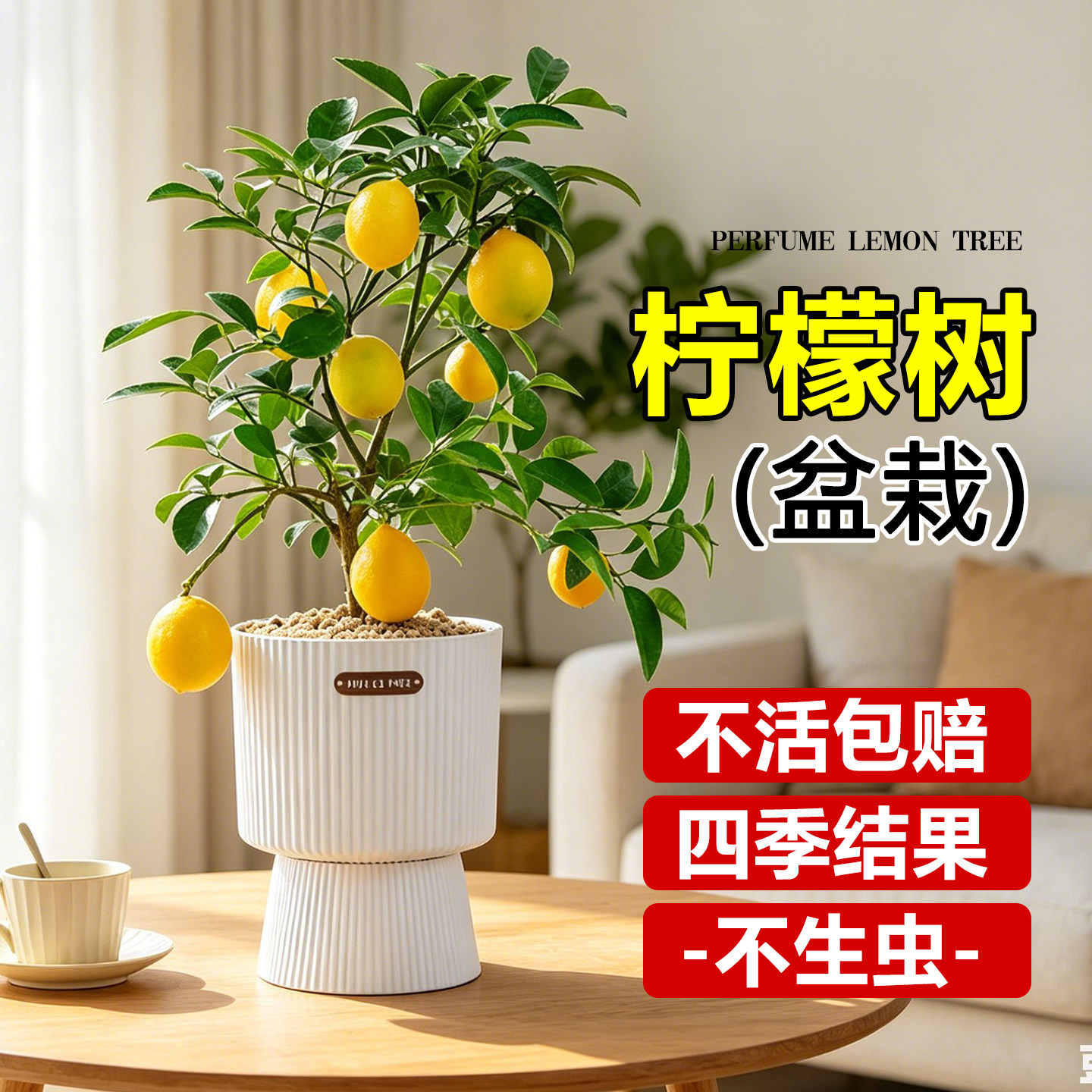香水柠檬树盆栽水果树苗客厅绿植带果可食用室内植物阳台懒人好养