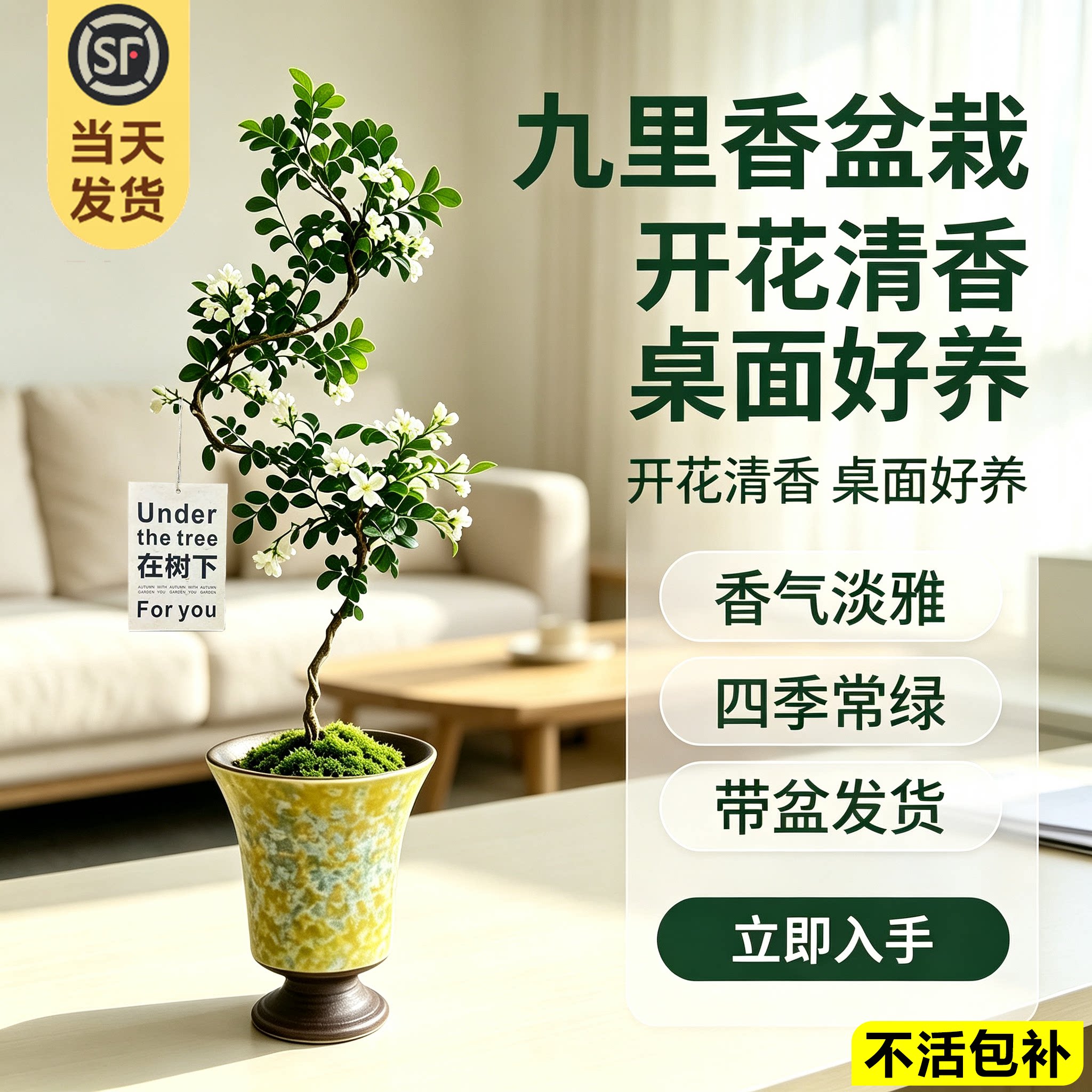 九里香造型盆栽四季常青好养活