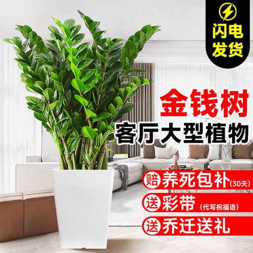 金钱树绿植室内盆栽秋冬好养植物