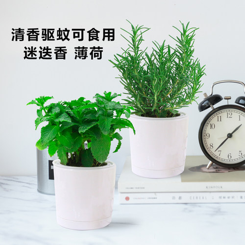薄荷盆栽可食用水培植物驱蚊草